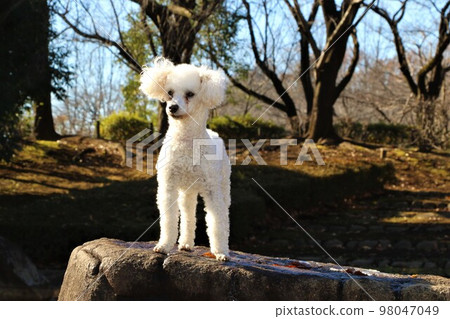Bailey-kun, a white toy poodle staring at the lawn square on the rock of Tsurugashima City Sports Park Water Pond Square ♡ 98047049