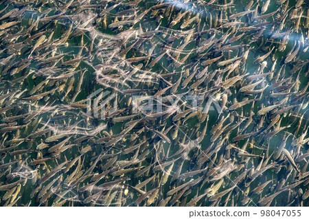 伊勢市世田川 一大群鯔魚 98047055