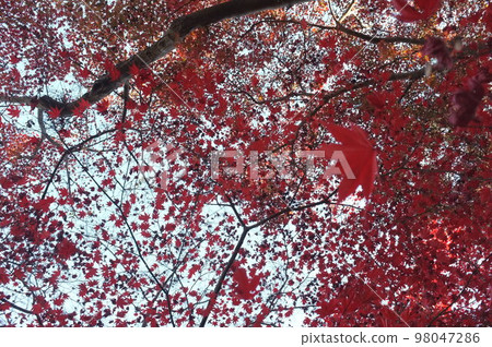 Autumn leaves at Kameyama Castle Ruins, Kameoka City, Kyoto Autumn leaves at Kameyama Castle Ruins, Kameoka City, Kyoto 98047286