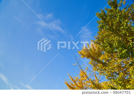 Ginkgo tree for copy space Ginkgo tree for copy space 98047701