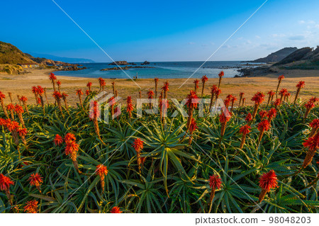Tsumekizaki Narcissus and Aloe Flowers [Shimoda City] 98048203