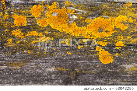 Old rustic wood background texture with yellow moss 98048296