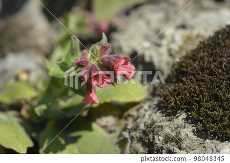 Red lungwort 98048345