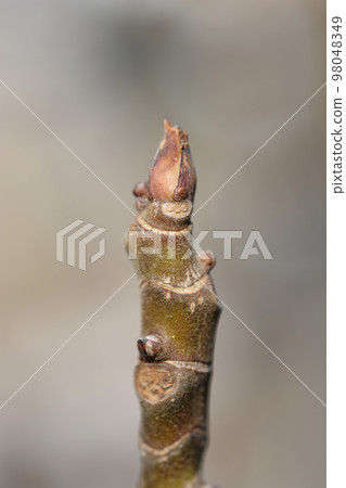 Ice Crystal Fig 98048349