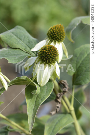 Coneflower Green Edge 98048358