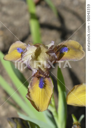 Standard Dwarf Bearded Iris Gingerbread Man 98048359