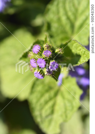 Floss Flower Floss Flower 98048360
