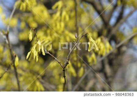 Forsythia Arnold Dwarf 98048363