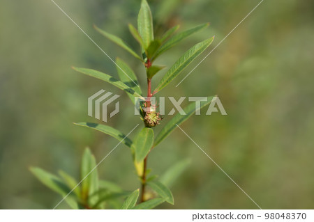 Shrubby yellowcrest Shrubby yellowcrest 98048370