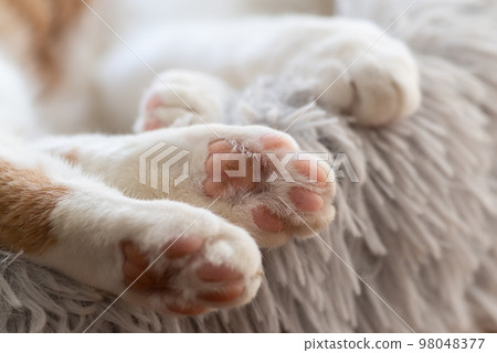 cute cat paws cute cat paws 98048377