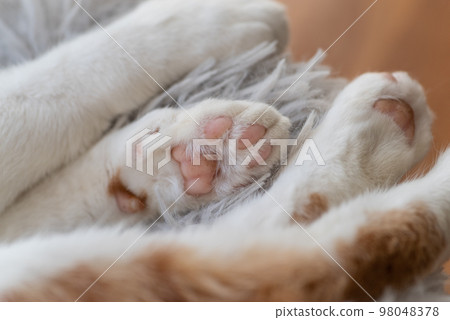 cute cat paws cute cat paws 98048378