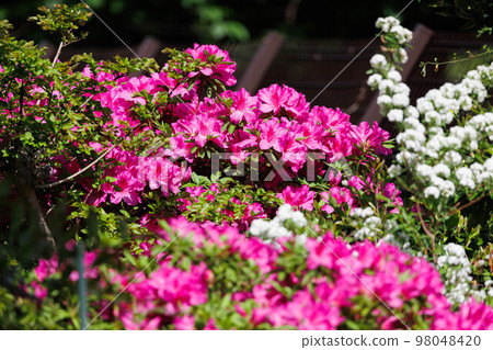 公園裡盛開的杜鵑花 98048420