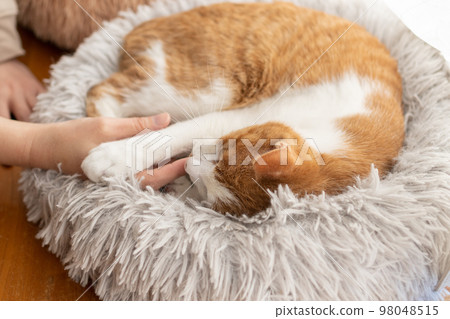 撫摸一隻貓,棕色虎斑白 撫摸一隻貓,棕色虎斑白 98048515