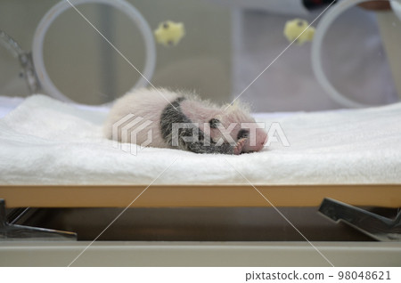 櫻濱出生 19 天。熊貓圖案已經清晰 98048621