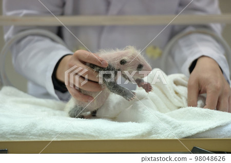 Sakurahama is 19 days old. The panda pattern is already clear 98048626