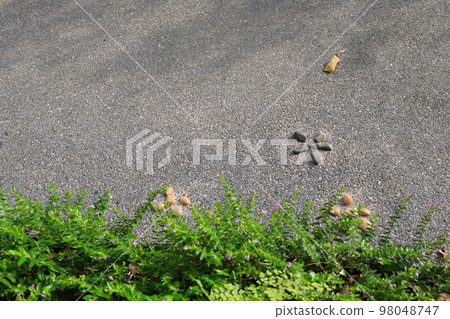 stone walkway with green garden, exterior design 98048747
