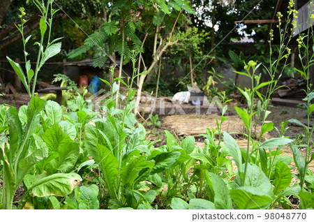 fresh lettuce plant on straw and soil 98048770