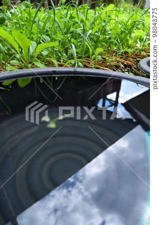 water in big tank with fresh lettuce 98048775