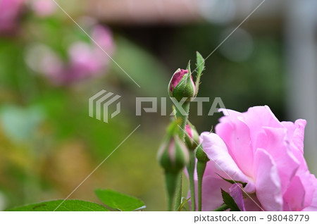 pink rose in the garden 98048779