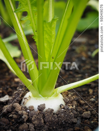 small turnip in the kitchen garden small turnip in the kitchen garden 98049076