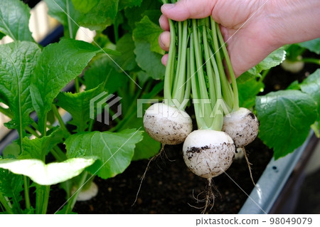 small turnip in the kitchen garden 98049079