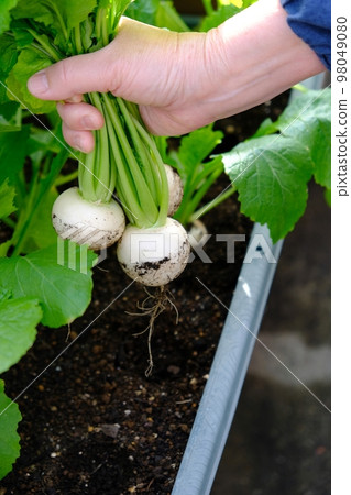small turnip in the kitchen garden 98049080