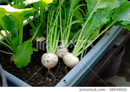 菜園裡的小蘿蔔 98049082