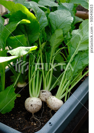 菜園裡的小蘿蔔 98049083