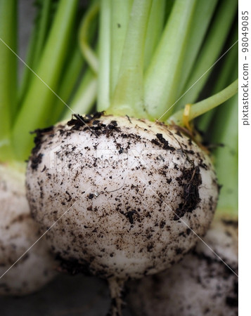 Small turnip harvest in the kitchen garden 98049085