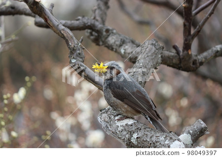 一隻鸕鶿吃它最喜歡的食物，蒲公英，津津有味 98049397
