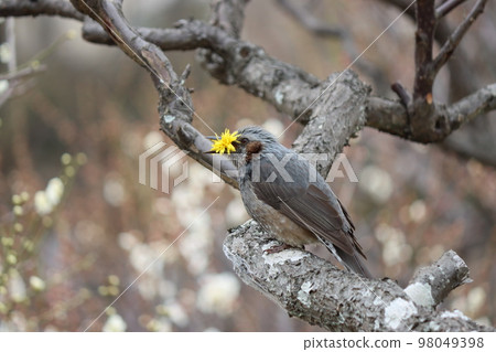 A brown-eared bulbul with a mouth full of dandelions 98049398
