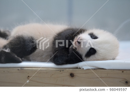 59 天大的櫻濱和桃濱 98049597