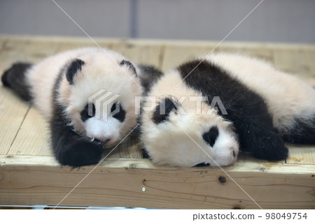 73 days old Sakurahama and Momohama 73 days old Sakurahama and Momohama 98049754
