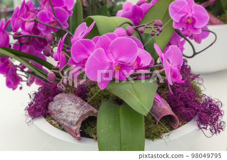 Close up purple orchid flower in flowerpot 98049795