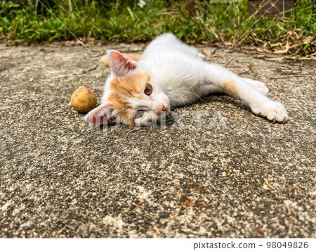 Little cat Kuu and a potato Little cat Kuu and a potato 98049826