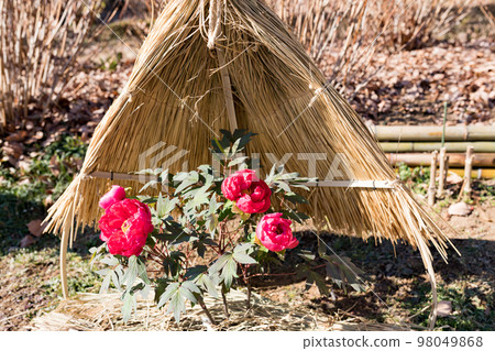 埼玉縣東松山市牡丹園草棚 98049868