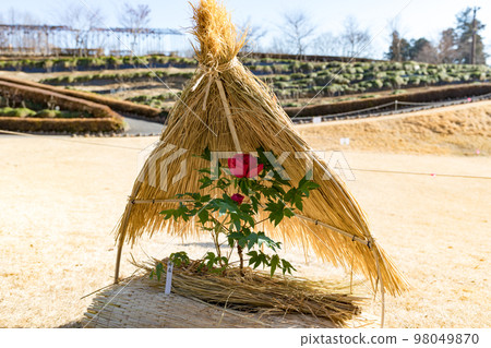 埼玉縣東松山市牡丹園草棚 98049870