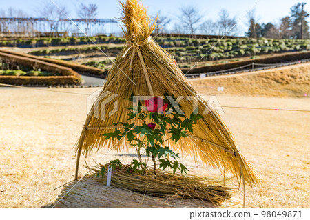 埼玉縣東松山市牡丹園草棚 埼玉縣東松山市牡丹園草棚 98049871