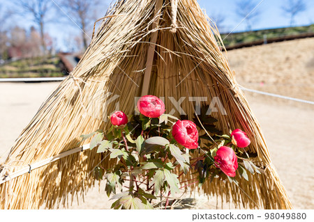 埼玉縣東松山市牡丹園草棚 98049880