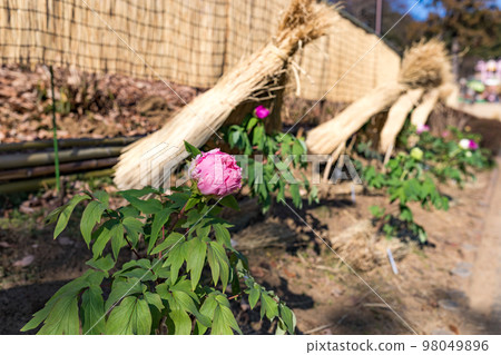 埼玉縣東松山市牡丹園草棚 埼玉縣東松山市牡丹園草棚 98049896