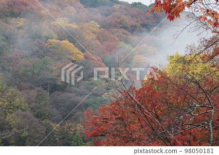 京都嵯峨野的雨景 京都嵯峨野的雨景 98050181