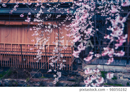 Shooting cherry blossoms in Higashiyama Gion Shirakawa, Kyoto city in spring 98050282
