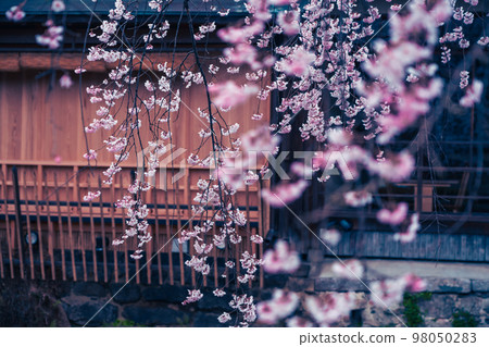 春天在京都市東山G園區白川市開櫻花 98050283