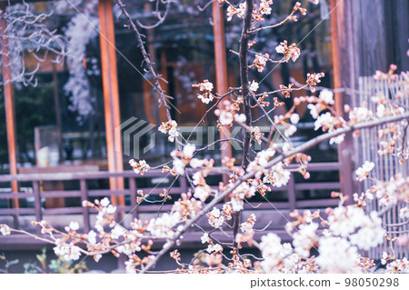 春天在京都市東山G園區白川市開櫻花 98050298