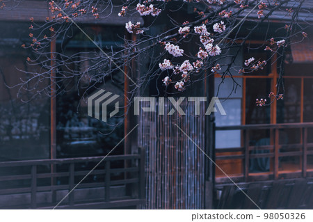 春天在京都市東山G園區白川市開櫻花 98050326