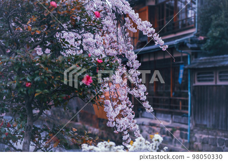 春天在京都市東山G園區白川市開櫻花 春天在京都市東山G園區白川市開櫻花 98050330