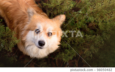 Young Corgi Female Dog In Winter Garden. Close Up Portrait of Cute Fluffy Corgi Dog in Winter Nature . Young Corgi Female Dog In Winter Garden. Close Up Portrait of Cute Fluffy Corgi Dog in Winter Nature . 98050482