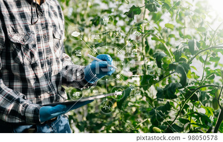 Agriculture uses production control tablets to monitor quality vegetables and tomato at greenhouse. Smart farmer using a technology for studying . Agriculture uses production control tablets to monitor quality vegetables and tomato at greenhouse. Smart farmer using a technology for studying . 98050578