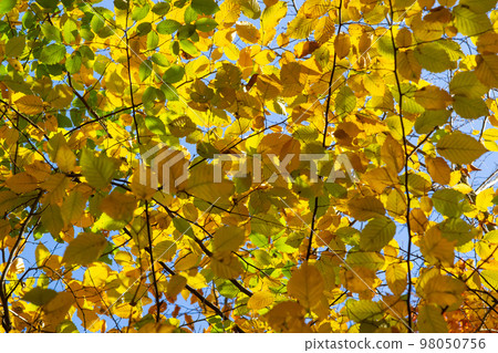 multicolored beech leaves on the branch in autumn against a blue sky in a sunny day multicolored beech leaves on the branch in autumn against a blue sky in a sunny day 98050756