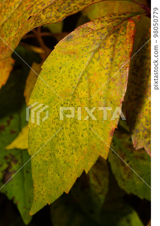 Macro photo of a yellow leaf, colorful autumn foliage. Golden yellow leaf texture close up. Macro photography 98050779